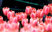 Flowers in full blossom as spring comes in China 