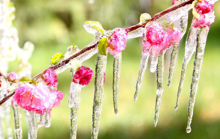 Photo taken on April 8, 2013 shows icicles on plum blossoms in Hami, northwest China's Xinjiang Uygur Autonomous Region. Icicles are seen on tree branches and blossoms in Haimi due to sharp drop of temperature. (Xinhua/Cai Zengle)