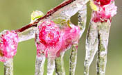 Icicles seen on tree branches and blossoms 