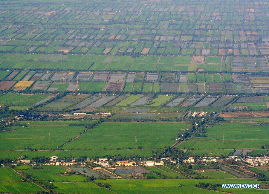 Photo taken on April 10, 2013 shows the scenery of rice field in Mekong Delta, Vietnam. The Mekong Delta is considered as the largest rice granary and rice export centre in Vietnam. (Xinhua/VNA) 