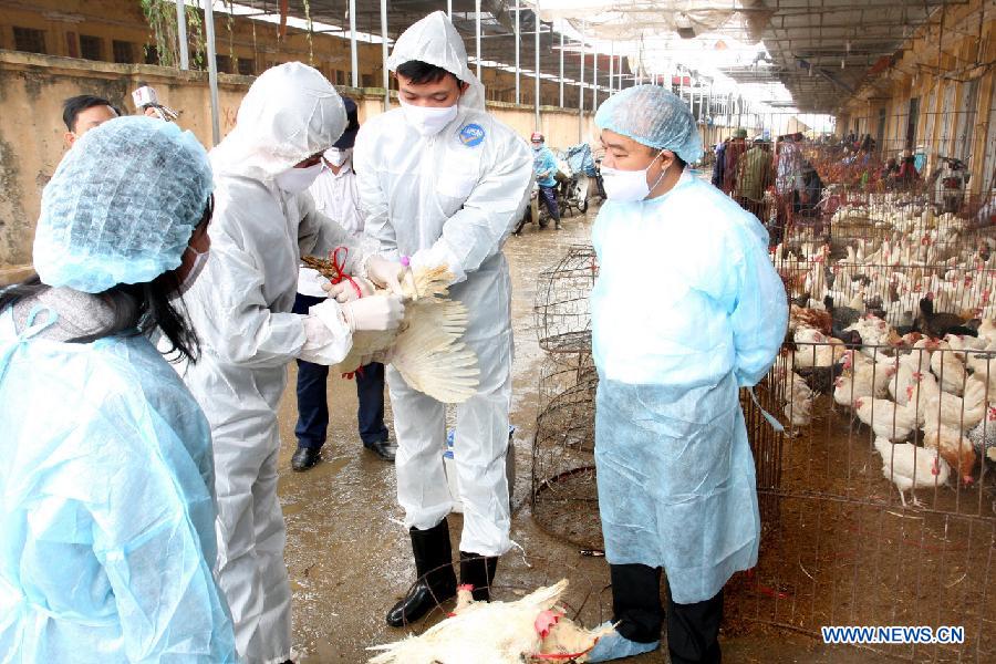 Veterinary workers take samples from poultry for tests in Hanoi, capital of Vietnam, April 11, 2013. A 4-year-old boy died of avian influenza strain H5N1 in Vietnam's southern Dong Thap province on Tuesday, in a first case of death by the virus in over a year in Vietnam, local media reported on Wednesday. (Xinhua/VNA) 