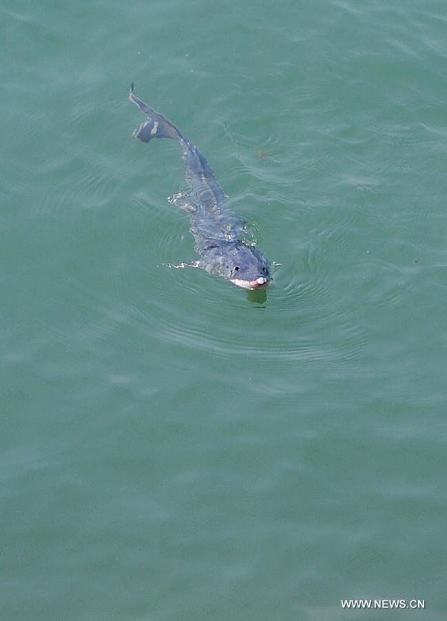 Photo taken on April 17, 2013 shows a Chinese sturgeon parr released into the Yangtze River in Yichang City, central China's Hubei Province. Over 8,000 parrs of Chinese sturgeons, a top-level protected species in China which lived at the same time as dinosaurs, were released on Wednesday here. (Xinhua/Xiao Yijiu)