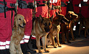 Int'l Search and Rescue Team fly to Lushan County 