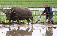 Farmers busy with planting crops in SW China