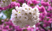 Spring explodes in Yuyuantan Park