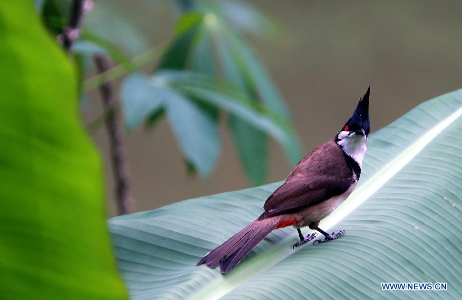 Photo taken on May 5, 2013 shows a humming bird in Ma Wan, an island in south China's Hong Kong. Ma Wan, which got the name from Mazu, the goddess of sailors, used to be a fishing village. Now the Ma Wan Park and Noah's Ark Museum here attract many tourists. (Xinhua/Li Peng)