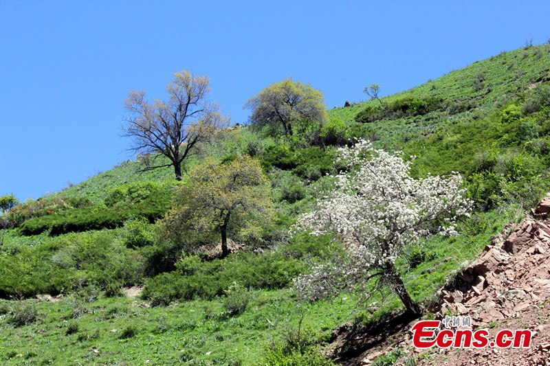 Photo taken in early May shows the beautiful landscapes of the Guozigou, or Fruits Valley, in Yining and Huocheng County (the hometown of lavender), Ili Kazakh Autonomous Prefecture, Northwest China's Xinjiang Uyghur Autonomous Region. (CNS/Wang Tiesuo)