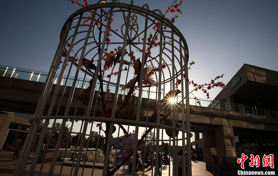 One of six giant birdcages displayed at a square in south Nanjing, the capital city of east China's Jiangsu Province on Sunday, May 12, 2013. Six giant birdcages with artificial trees, flowers and birds inside were displayed in order to promote nature, environmental protection and a green lifestyle. [Photo: Chinanews.com]