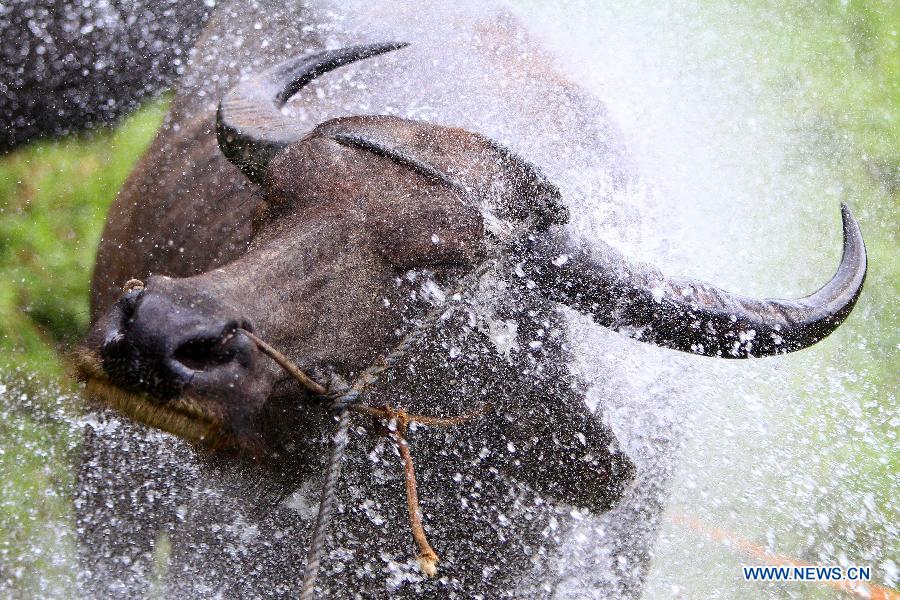 A carabao is bathed with water before the traditional Carabao Festival in Bulacan Province, the Philippines, May 14, 2013. A procession of more than 600 water buffalos, locally known as carabaos, with decorated carts paraded on street during the annual Carabao Festival. (Xinhua/Rouelle Umali)