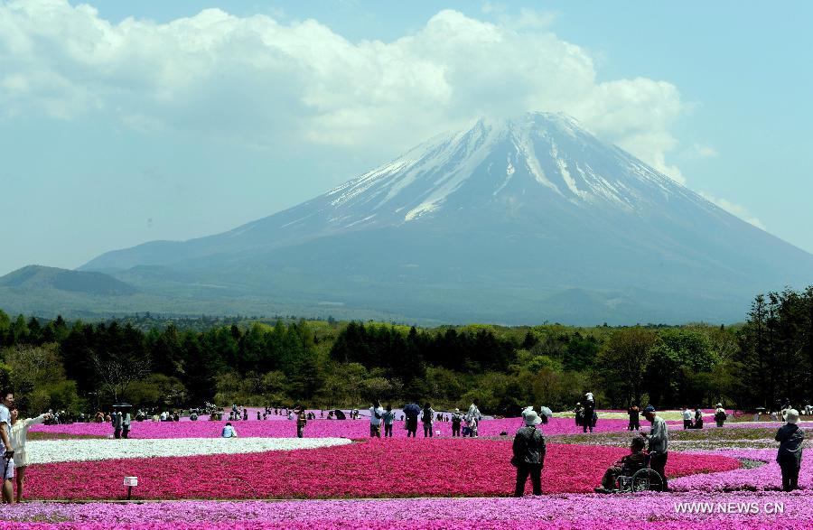 Photo taken on May 14, 2013 shows the Fuji Mountain seen behind blossoming Shiba Sakura in Japan's Yamanashi prefecture. According to local media, the Fuji Mountain will likely be added to the list of UNESCO World Heritage Sites next month after an influential advisory panel to the UN cultural body made a recommendation. (Xinhua/Ma Ping) 