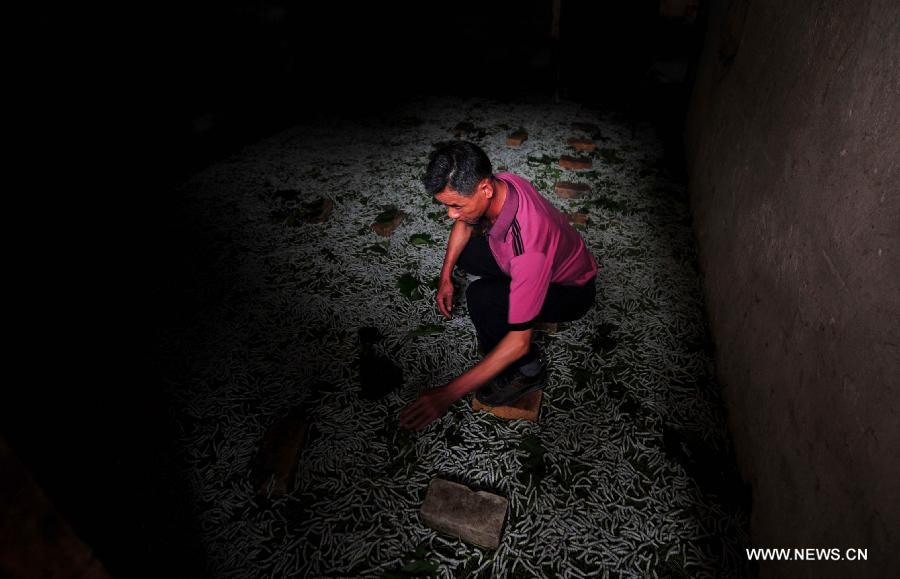 A farmer takes care of silkworms he breeds in Fushi Town, Rong'an County of south China's Guangxi Zhuang Autonomous Region, May 15, 2013. Rong'an is located in the mountain area of northern Guangxi and thus has a lack of farmlands. However, by silkworm breeding, local farmers could earn extra earnings to 90 million RMB yuan (14.6 million U.S. dollars) in total per year, which has become the main source of their income. (Xinhua/Huang Xiaobang)