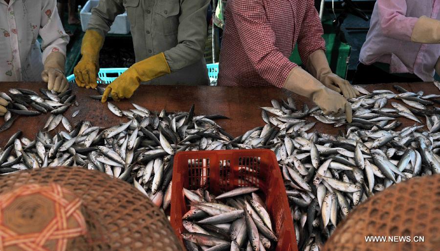 Fisherfolks sort out the last batch of fish before the annual fishing moratorium starts at Gangbei port in Wanning City, south China's Hainan Province, May 16, 2013. The annual fishing moratorium in Hainan lasts from May 16 to Aug. 1 each year. This year marks the 15th year of fishing moratorium here, and in total 9,007 fishing boats as well as 34,780 fisherfolks are involved. (Xinhua/Shi Manke) 