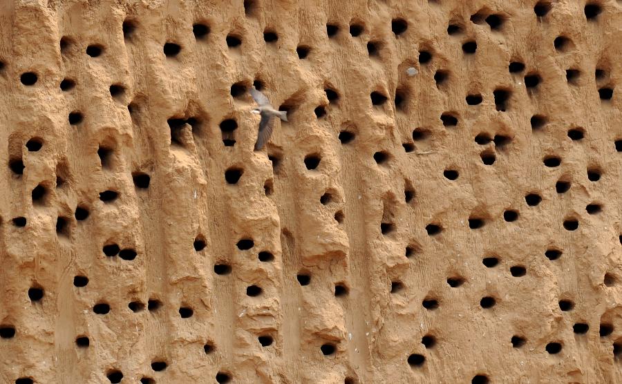 This photo taken on May 22, 2013 shows swallow nests on the subsoil at a building site in Xinzheng City, central China's Henan Province. Tens of thousands of swallows have burrowed holes here for nests in recent months. The builder has decided to postpone their construction work for a month to make sure the squabs born in those holes could grow up and be capable of flying. (Xinhua/Li Bo)