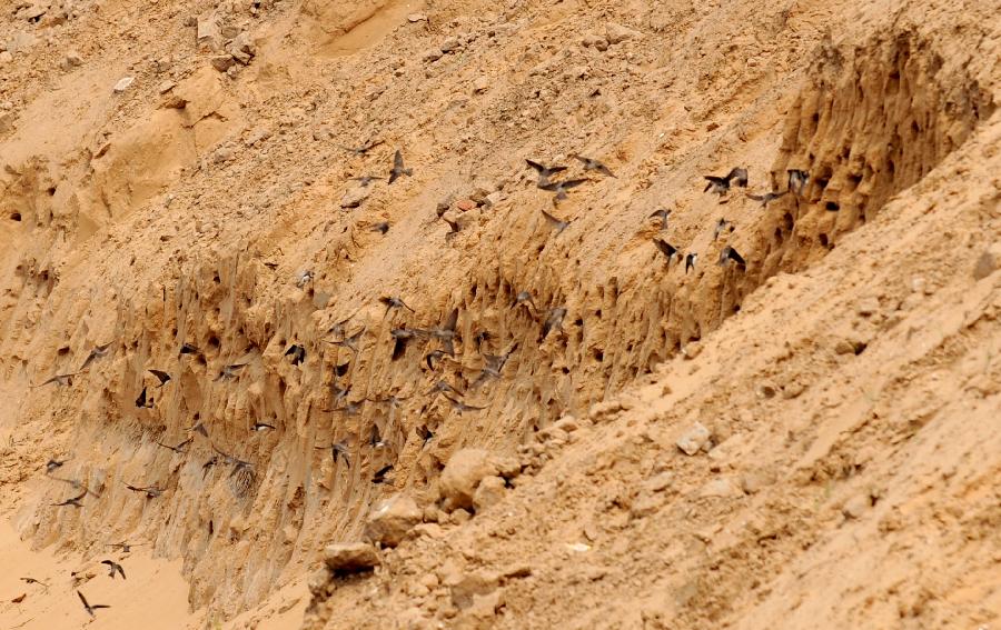 Swallows fly around their nests in holes on the subsoil at a building site in Xinzheng City, central China's Henan Province, May 22, 2013. Tens of thousands of swallows have burrowed holes here for nests in recent months. The builder has decided to postpone their construction work for a month to make sure the squabs born in those holes could grow up and be capable of flying. (Xinhua/Li Bo)