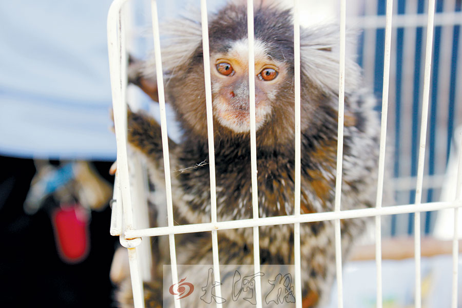 The marmoset is only found in Central and South American tropical forests. (Source: dahe.cn) 