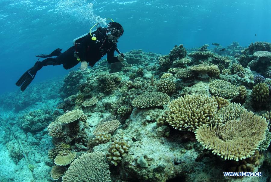 Photo taken on May 24, 2013 shows corals beside Shanhu Island, or Pattle Island, which is part of the Xisha Island, in Sansha City, south China's Hainan Province. (Xinhua/Ma Hongjie)