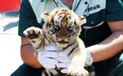 Cute tiger cubs taken under patronage in Harbin 