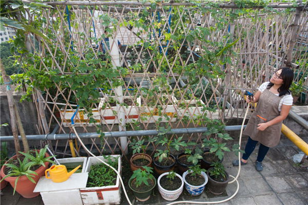 Xian Yuting waters vegetables on her roof garden in Guangzhou, provincial capital of South China’s Guangdong province, June 2, 2013.[Photo/Xinhua]