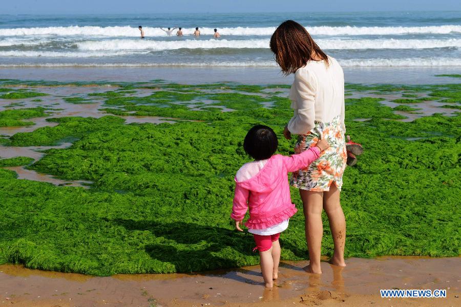 Tourists play on a beach covered by green algae in Qingdao, a coastal city of east China's Shandong Province, June 9, 2013. A break-out of algae bloom, or "green tide," has spread in waters off the coastline of Qingdao lately. (Xinhua) 