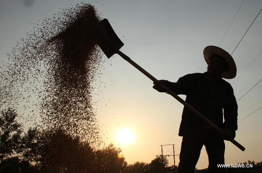 Farmer Fang Hongxi packs the truck with dried wheat in Zhangzhuang Village, Jiaozuo City, central China's Henan Province, June 12, 2013. According to the Ministry of Agriculture, China has harvested 210 million mu (about 14 million hectares) of winter wheat, which accounts for more than 60 percent of the total. (Xinhua/Feng Xiaomin)