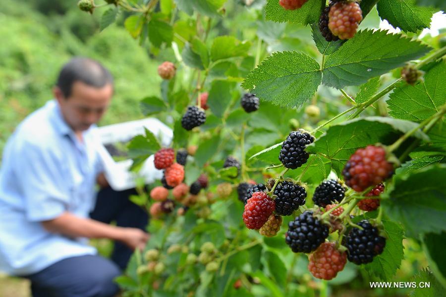 A farmer picks raspberries at Liangfeng Village in Xuan'en County, central China's Hubei Province, June 17, 2013. Raspberries in Xuan'en entered into the harvest season recently. (Xinhua/Song Wen)