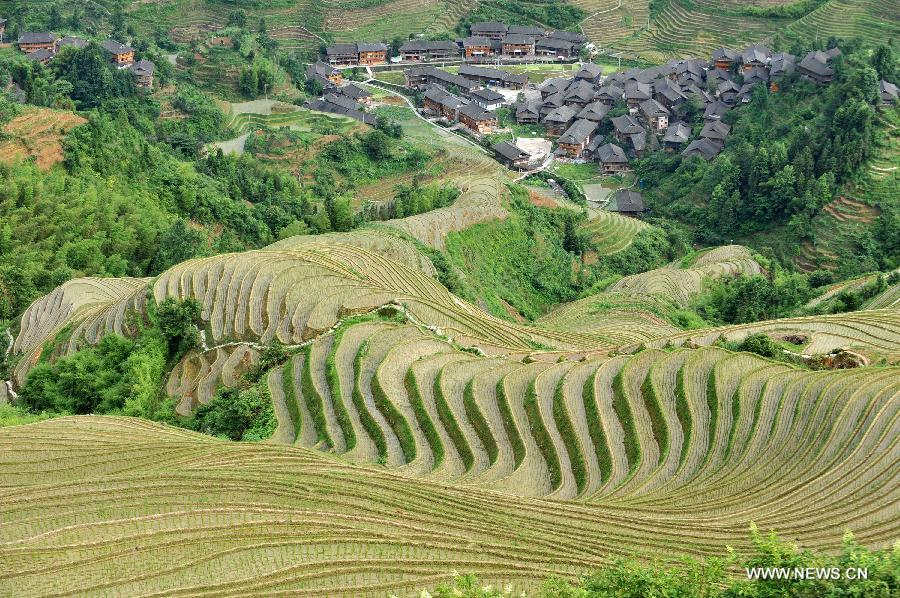 Photo taken on June 25, 2013 shows the terraced fields in Longsheng County of southwest China's Guangxi Zhuang Autonomous Region. The terraced fields in Longsheng County enjoyed a history of more than 650 years. (Xinhua/Lu Boan)  