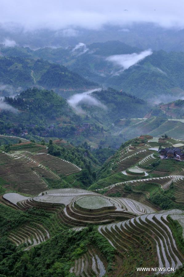 Photo taken on June 25, 2013 shows the terraced fields in Longsheng County of southwest China's Guangxi Zhuang Autonomous Region. The terraced fields in Longsheng County enjoyed a history of more than 650 years. (Xinhua/Lu Boan)  