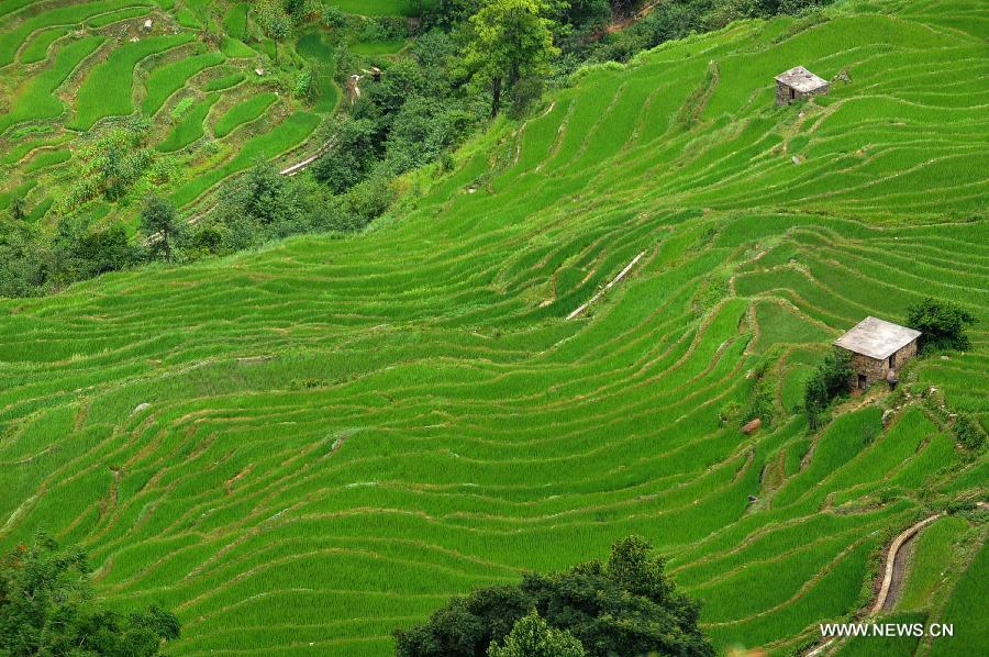 Photo taken on June 29, 2013 shows the village buildings and terraced fields in Yuanyang County of Honghe Prefecture in southwest China's Yunnan Province. The UNESCO's World Heritage Committee inscribed China's cultural landscape of Honghe Hani Rice Terraces onto the prestigious World Heritage List on June 22, bringing the total number of World Heritage Sites in China to 45. (Xinhua/Chen Haining)