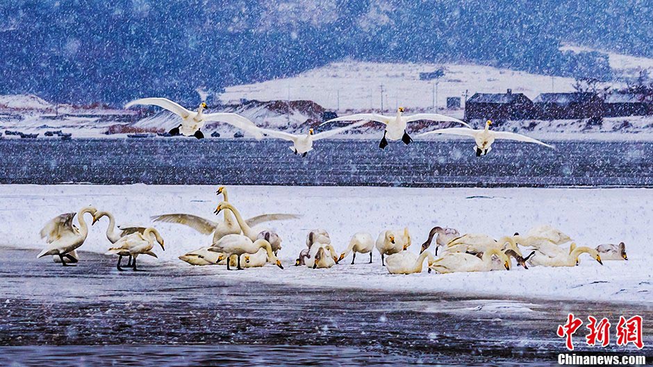 (Source: Chinanews.com/Photographer: Duan Jianguo)