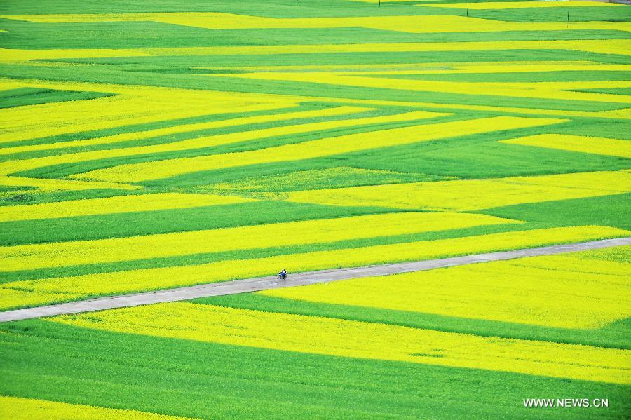 Photo taken on July 9, 2013 shows the scenery of rape flowers in Menyuan Hui Autonomous County, northwest China's Qinghai Province. More than 500,000 mu (about 33,000 hectares) of rape flowers blossomed since July and attracted many tourists here. (Xinhua/Wu Gang)