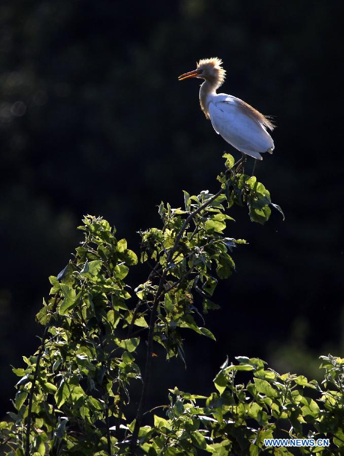 Photo taken on July 9, 2013 shows an egret in the forest at Jin'e Village of Hengdong County in Hengyang City, central China's Hunan Province. (Xinhua/Liu Aicheng)