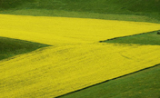 Hulunbeier grassland in Inner Mongolia