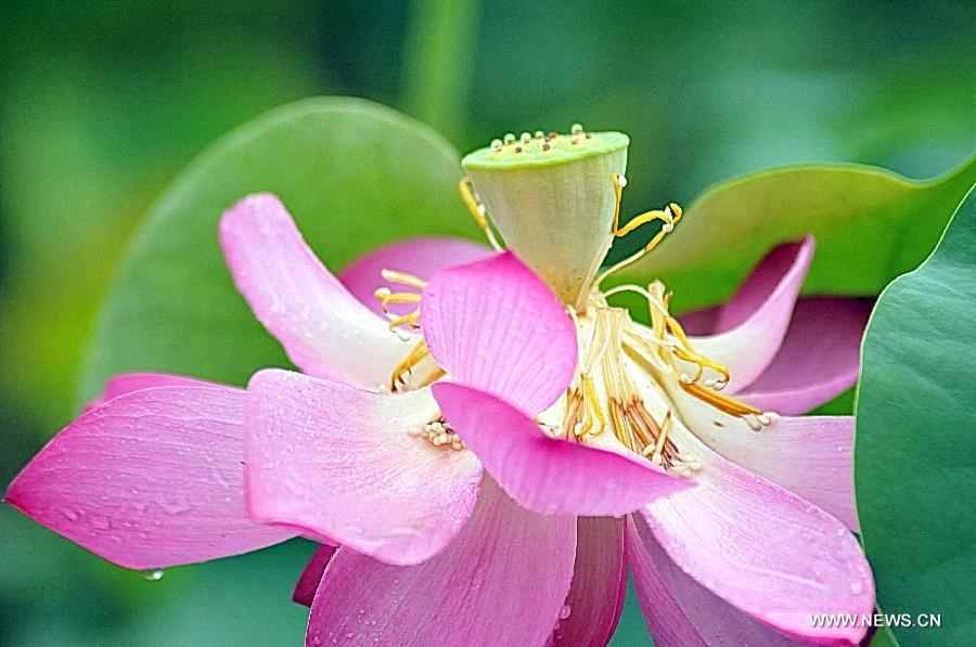 A lotus flower is seen at Yuanmingyuan, the Old Summer Palace, in Beijing, capital of China, July 10, 2013. (Xinhua/Feng Jun)