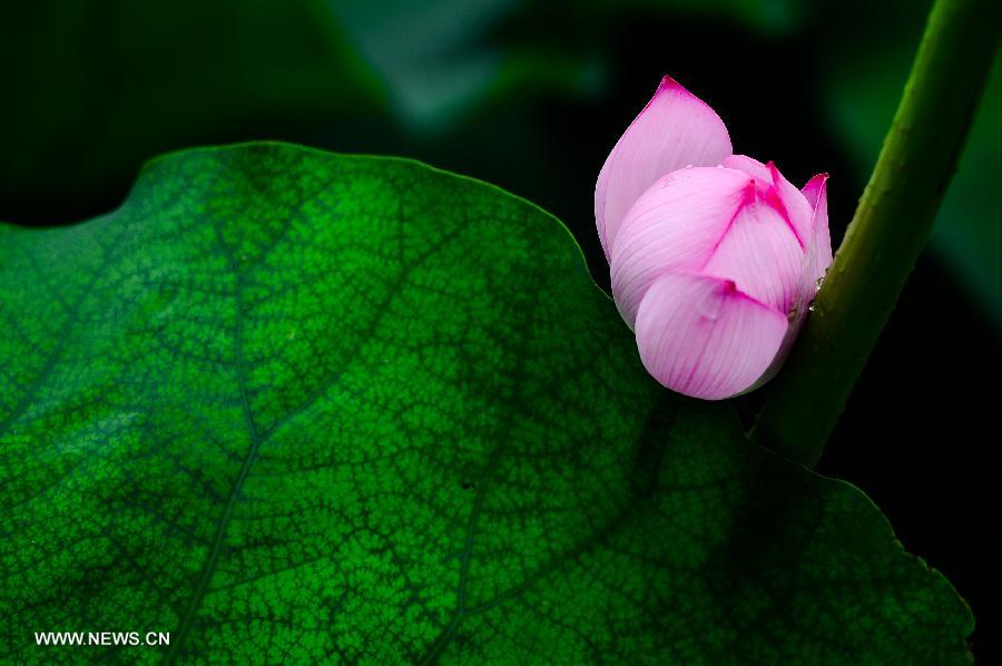 A lotus flower blossoms at the scenery spot of the Daming Lake in Jinan, capital of east China's Shandong Province, July 11, 2013. (Xinhua/Guo Xulei)