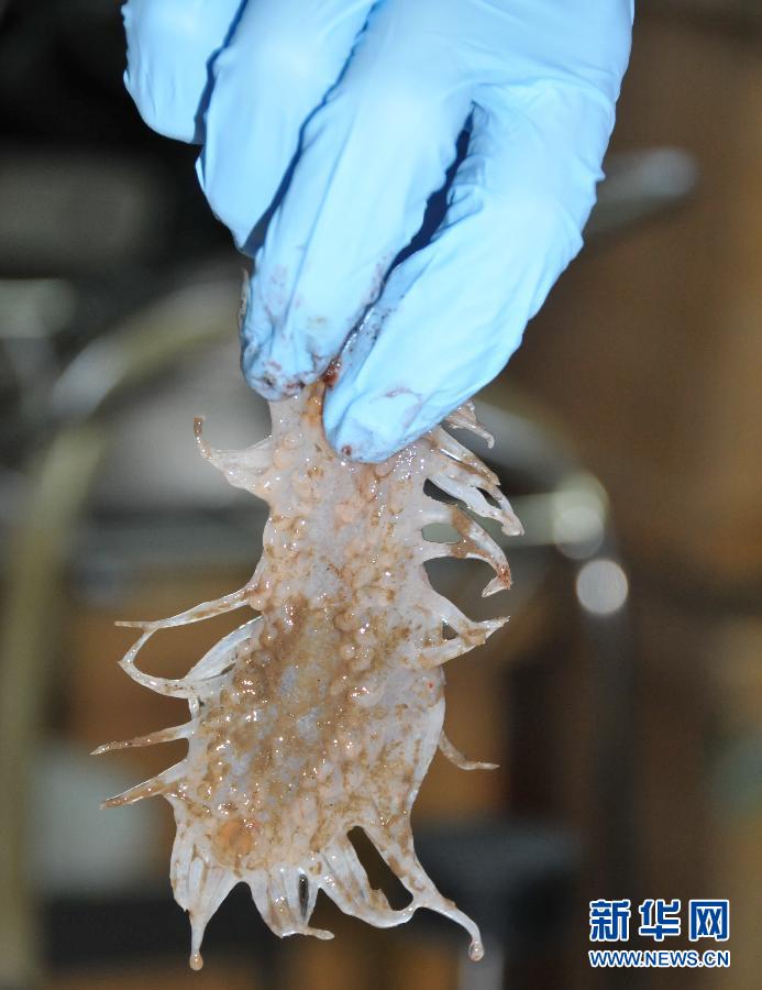 The white sea cucumber collected on the seafloor of the South China Sea. The Jiaolong manned submersible in course of executing its first trial sea voyage collected a large number of seafloor rocks and seafloor creatures, including three sea cucumbers in white, red and black colors on July 5. This is the seventh dive of first experimental voyage of Jiaolong, as well as its third dive in Dragon Mountain. (Xinhua News Agency/Zhang Xudong)