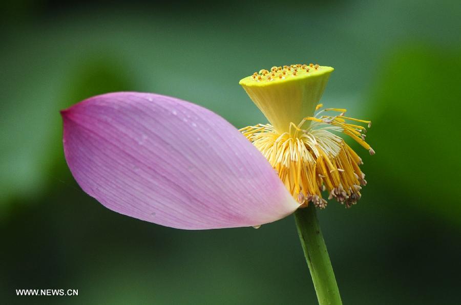 Photo taken on July 14, 2013 shows a lotus flower covered with dew after a rain shower at the Donghu Lake scenic zone of Wuhan, capital of central China's Hubei Province. (Xinhua/Hao Tongqian)