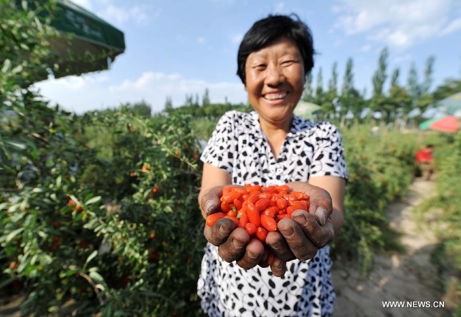 Photo taken on June 28, 2013 shows a farmer demonstrating the fresh wolfberry in the Zhouta Village of Zhongning County, Ningxia Hui Autonomous Region. China's gross domestic product (GDP) totaled 24.8 trillion yuan (4 trillion U.S. dollars) in the first half of 2013, with the growth at 7.6 percent, which is in line with market expectations and was above the government's full-year target of 7.5 percent, data from China's National Bureau of Statistics (NBS) showed on July 15, 2013. (Xinhua/Peng Zhaozhi)