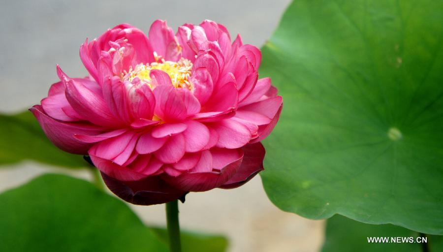 A lotus flower blossoms in Hefei, east China's Anhui Province, July 17, 2013. Over 6.7 hectares of exquisite lotus are seen in Longquan lotus garden in Sanguai Village of Tangshu Township of Shucheng County, east China's Anhui Province recently.(Xinhua/Wu Yuhua)