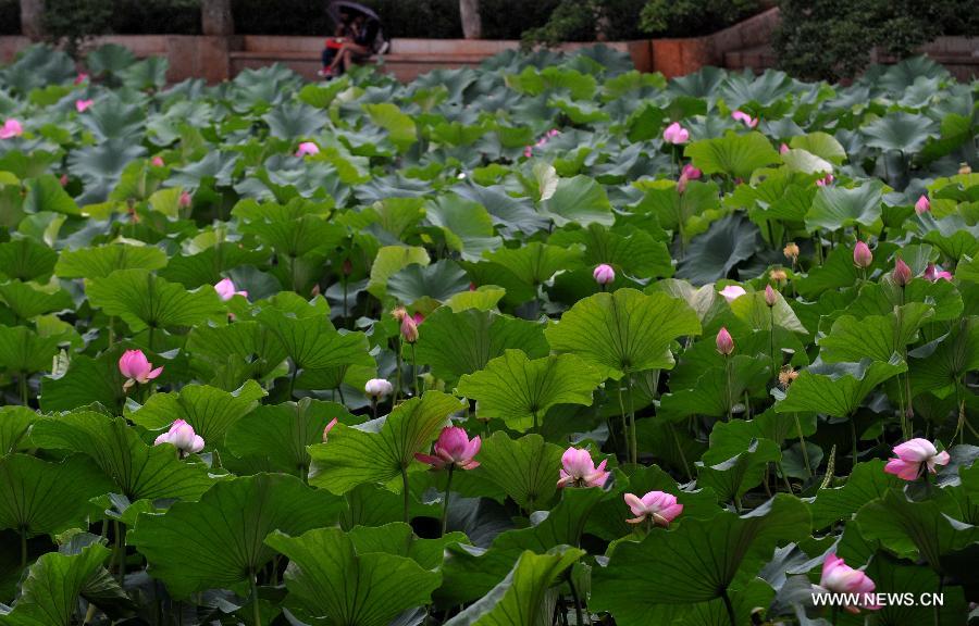 Visitors enjoy themselves near lotus flowers in Cuihu Park of Kunming, capital of southwest China's Yunnan Province, July 18, 2013. Blooming lotus flowers here attracted many local residents to the park.(Xinhua/Lin Yiguang)