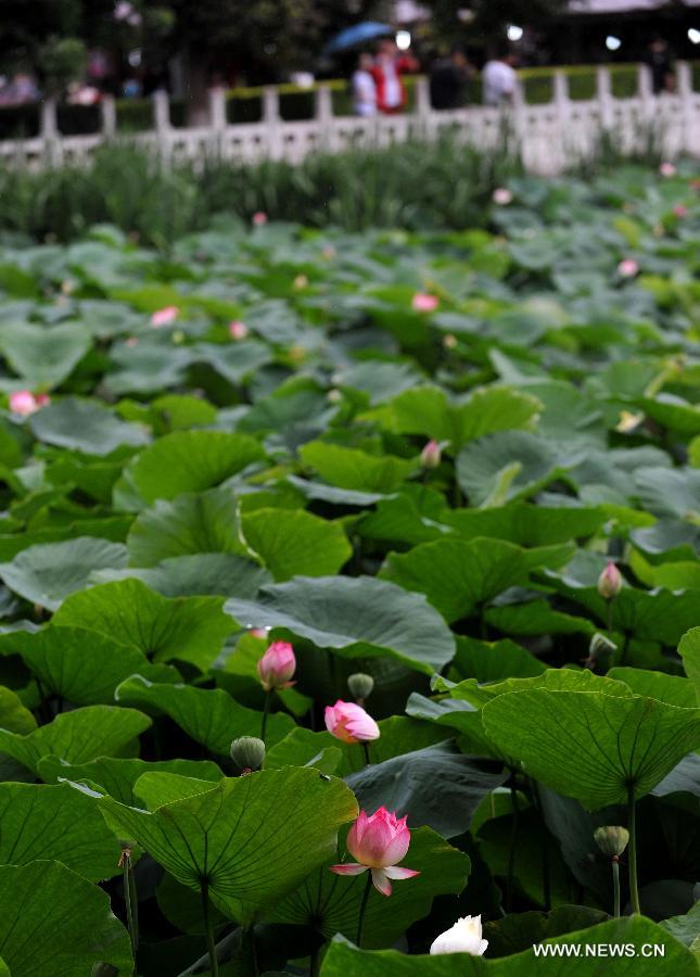 Visitors enjoy themselves near lotus flowers in Cuihu Park of Kunming, capital of southwest China's Yunnan Province, July 18, 2013. Blooming lotus flowers here attracted many local residents to the park.(Xinhua/Lin Yiguang)