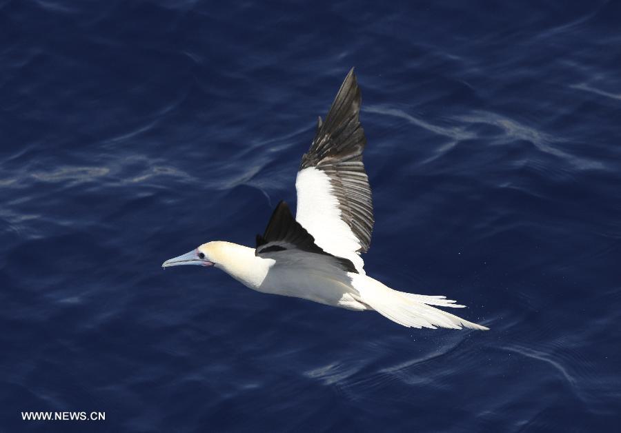 Photo taken on July 18, 2013 shows a bird flying above the South China Sea. Over forty species of birds inhabit on Xisha Islands. (Xinhua/Lai Xiangdong)