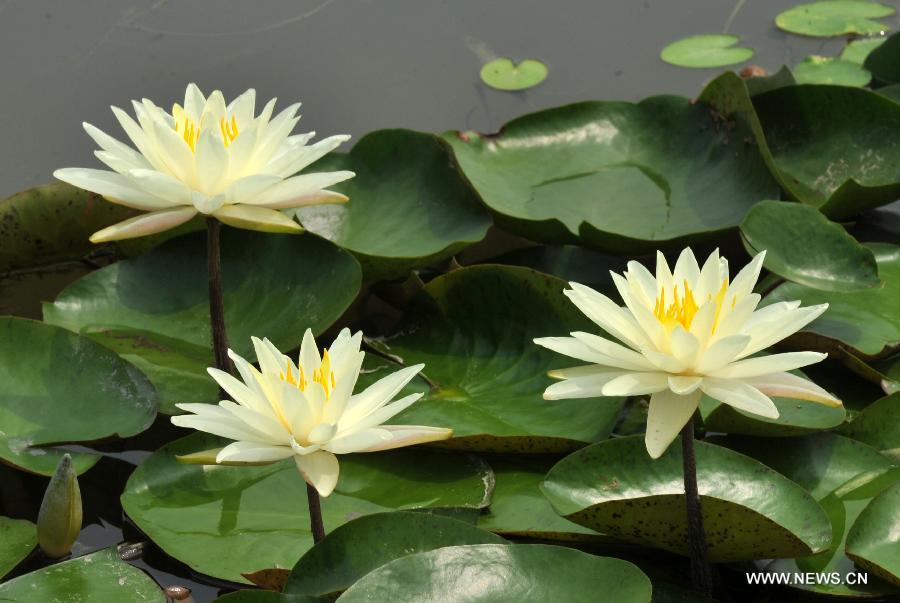 Photo taken on July 20, 2013 shows blooming water lilies at a lotus garden in Baiyangdian Lake in Baoding City, north China's Hebei Province, July 20, 2013. Water lilies start to bloom as midsummer has come.(Xinhua/Zhu Xudong)