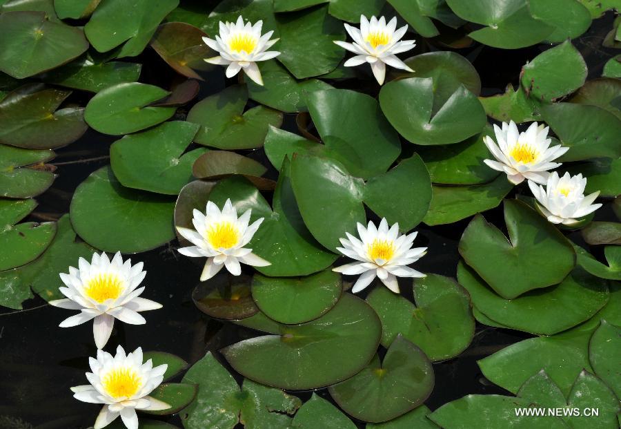 Photo taken on July 20, 2013 shows blooming water lilies at a lotus garden in Baiyangdian Lake in Baoding City, north China's Hebei Province, July 20, 2013. Water lilies start to bloom as midsummer has come.(Xinhua/Zhu Xudong)