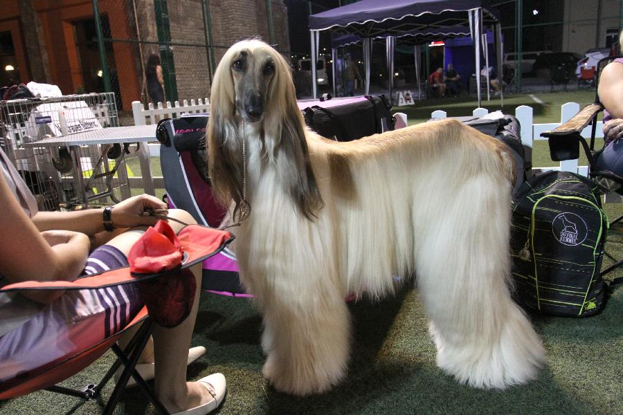 A dog is prepared to attend the competition at the Sarajevo international dog competition in Sarajevo, Bosnia-Herzegovina, on July 19, 2013. (Xinhua/Haris Memija)