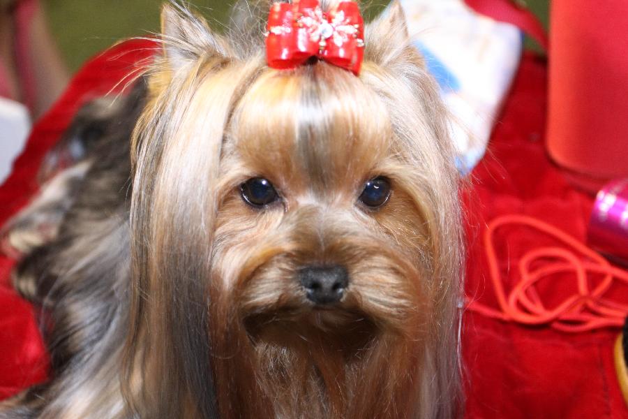 A dog is prepared to attend competition at the Sarajevo international dog competition in Sarajevo, Bosnia-Herzegovina, on July 19, 2013. (Xinhua/Haris Memija)