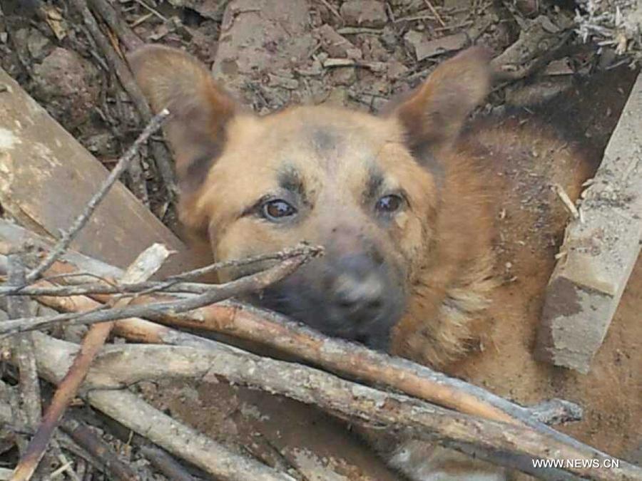 This photo taken by mobile phone shows a dog trapped in ruins in the quake-hit Lalu Village, Hetuo Township, Dingxi, northwest China's Gansu Province, July 25, 2013. The dog that survived by drinking rainwater was buried in a collapsed house for 77 hours before rescuers found it on Thursday. (Xinhua/Gao Bingnan)