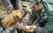 Brave dog survives after 77 hours' burying