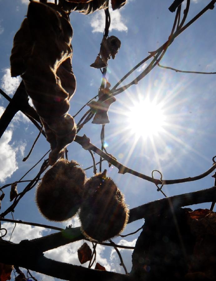 Photo taken on Aug. 13, 2013 shows dried-up kiwi fruit in Liangnong Town of Yuyao, east China's Zhejiang Province. High temperatures and scarce rainfall which have lasted over 40 days resulted in severe damage of agriculture and shortage of drinking water for over 417,000 people in Zhejiang. The heat is expected to continue in the following days, according to the local meteorological authority. (Xinhua/Wang Dingchang) 