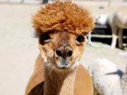 Alpacas charm visitors at America's National Alpaca Farm Days