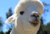 Alpacas charm visitors at America's National Alpaca Farm Days